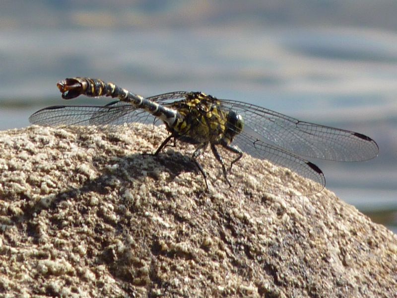 Id. Odonati - Onychogomphus forcipatus forcipatus